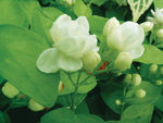 茉莉花