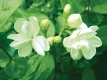 茉莉花