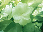 茉莉花