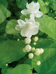 茉莉花