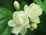 茉莉花