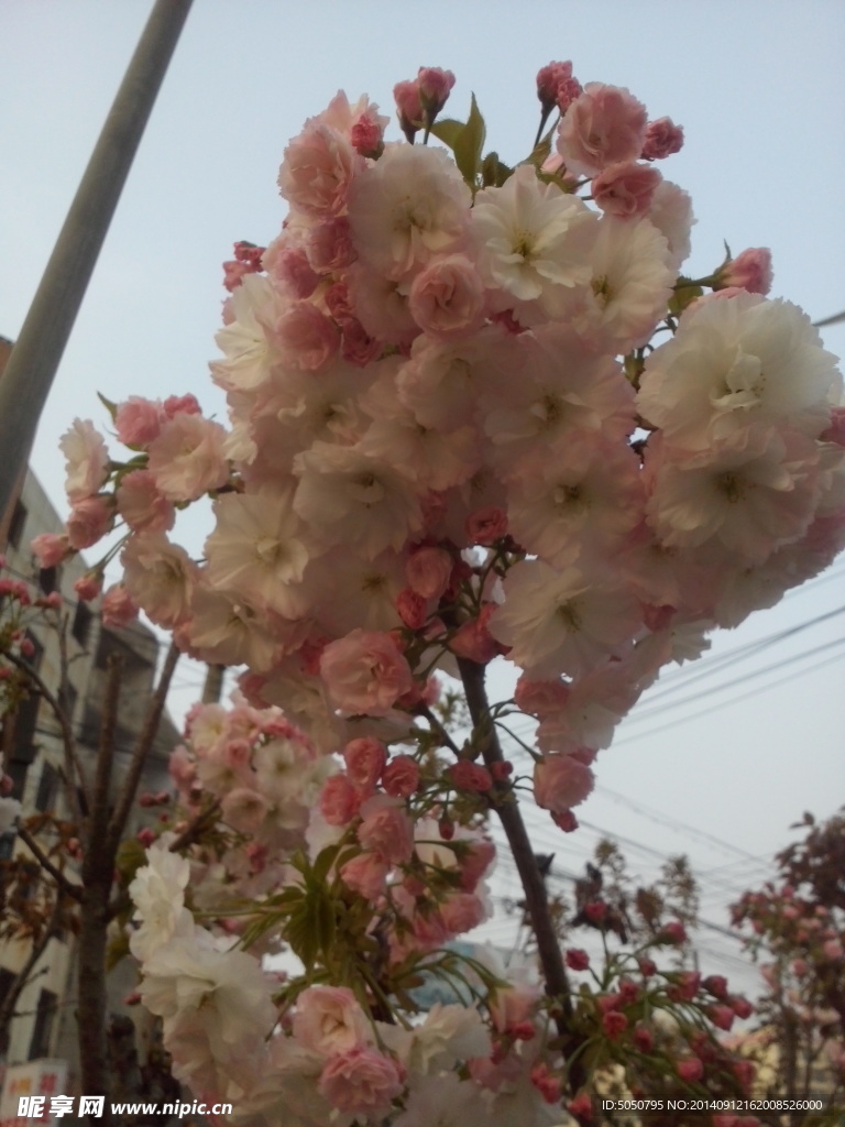 樱花盛开