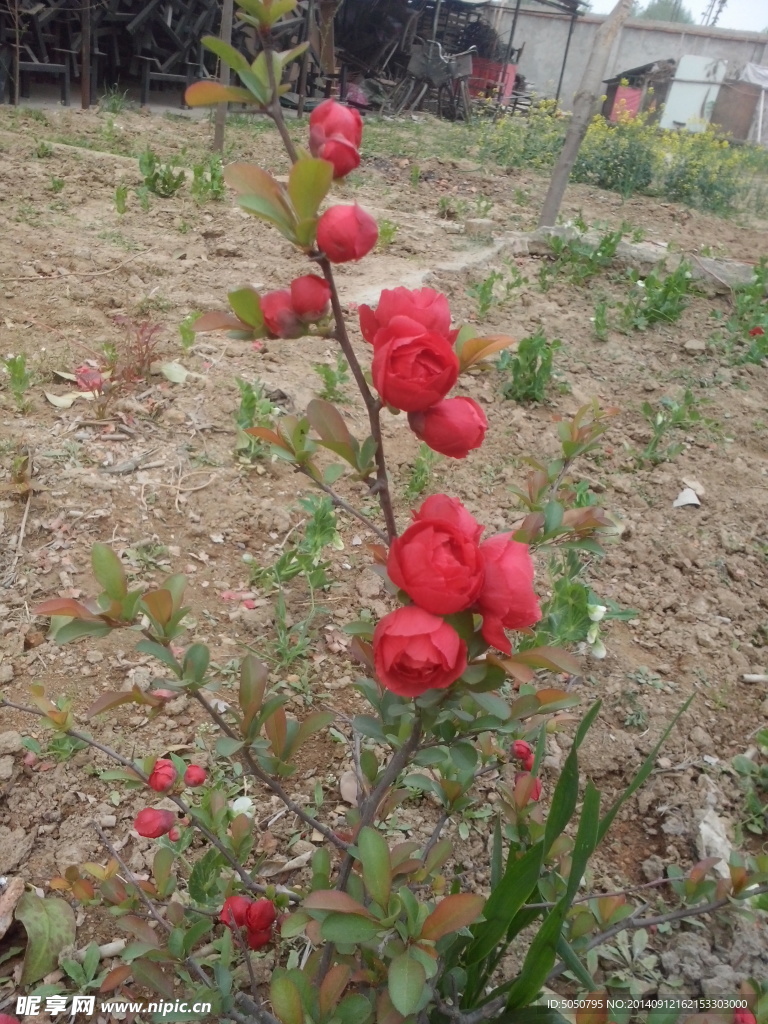 海棠花摄影