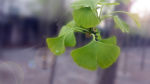 银杏 植物 植物摄影 