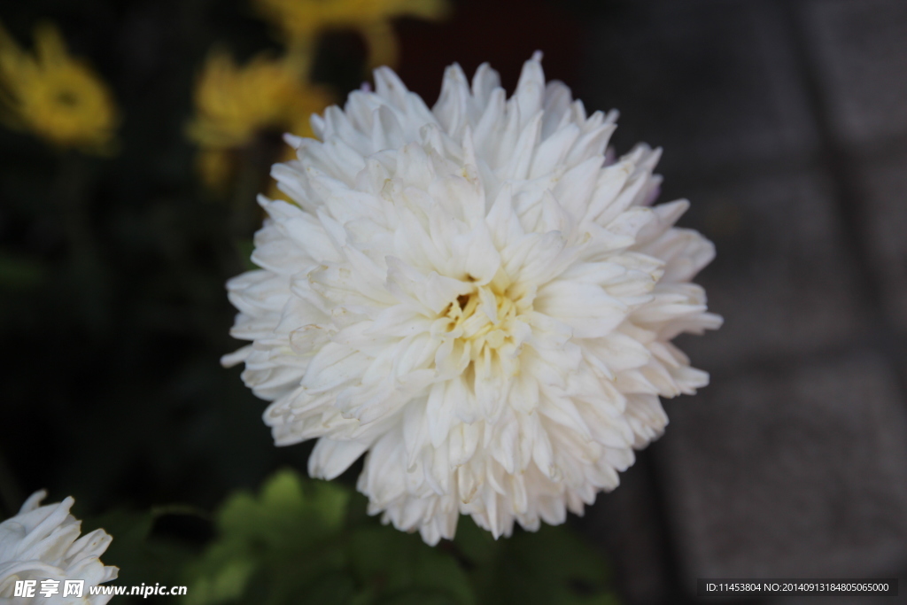 菊花