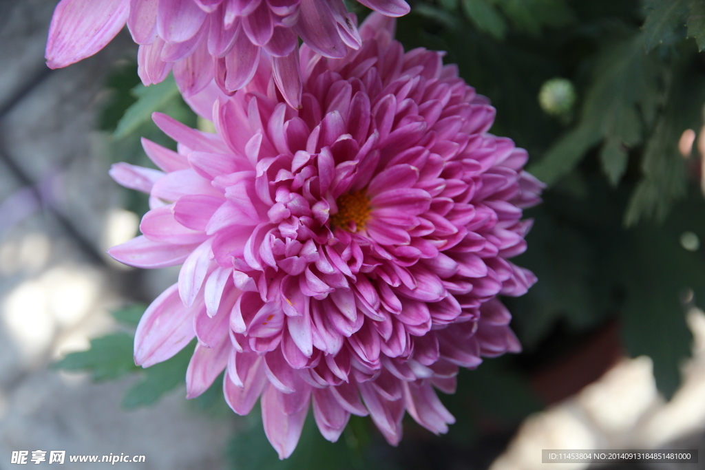 菊花