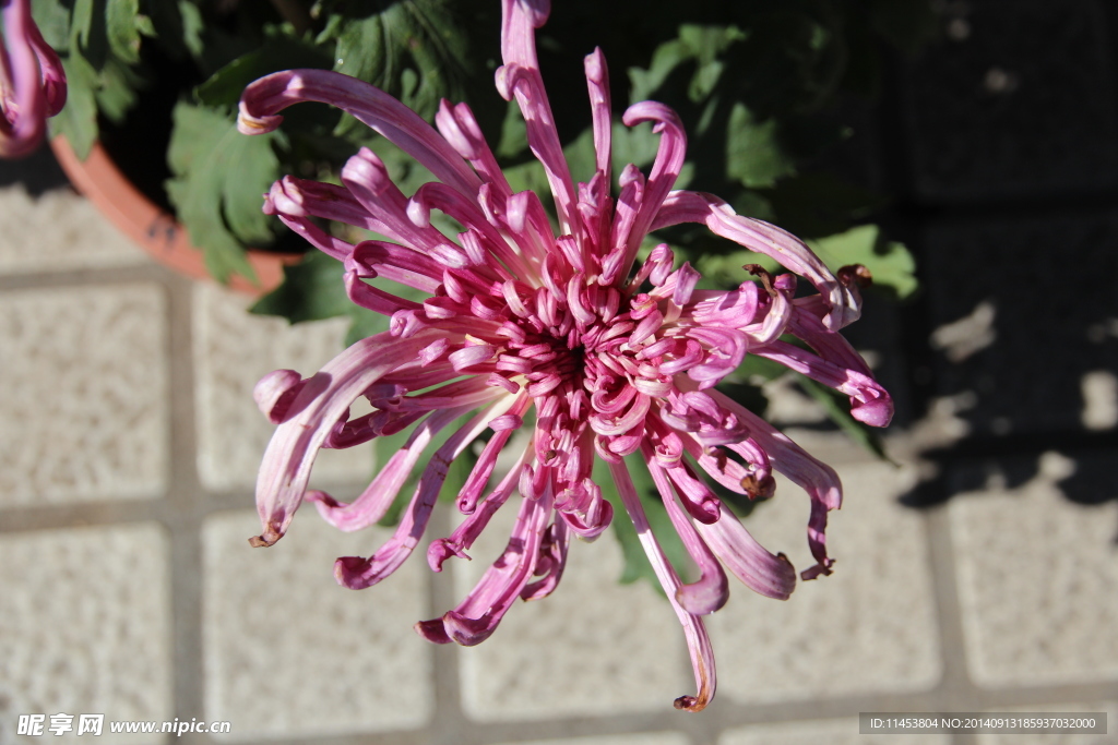 菊花