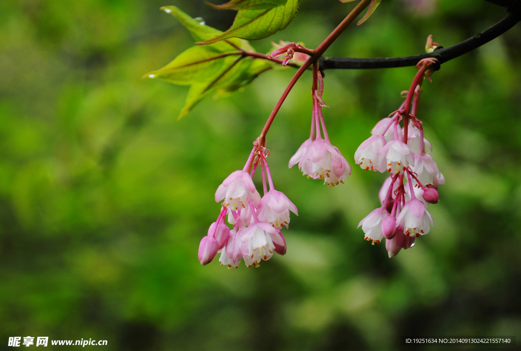 山花