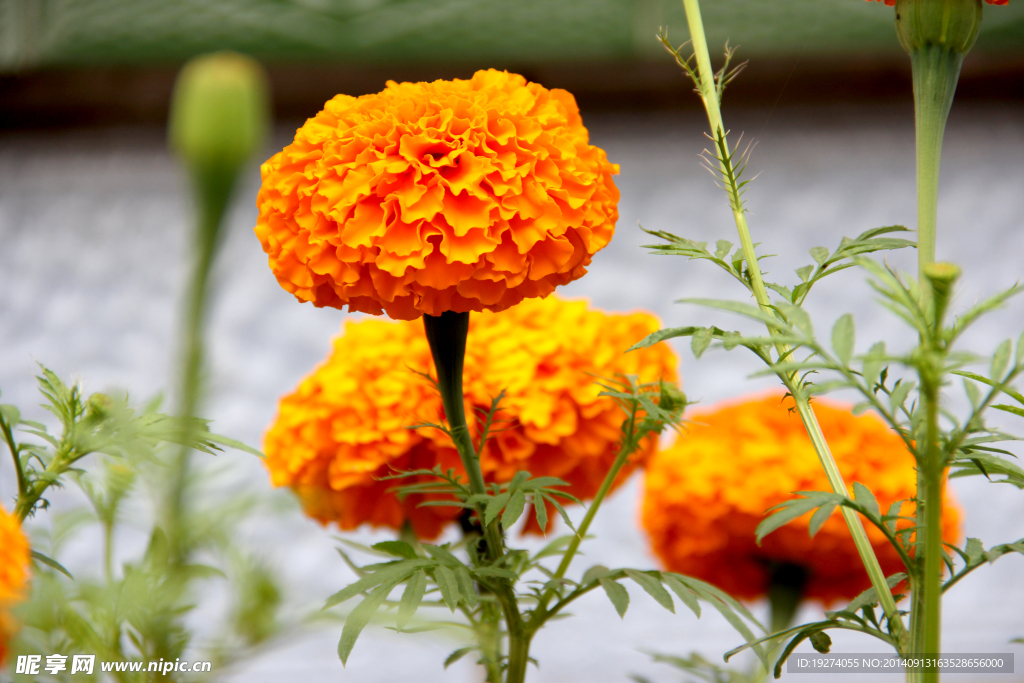 菊花