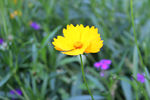 小黄花