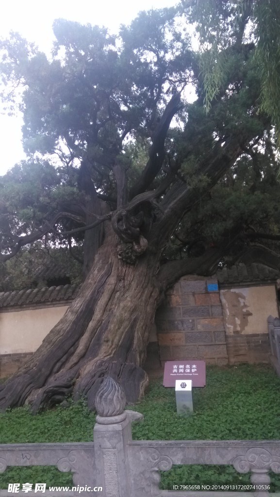 古树