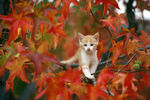 红叶林 猫