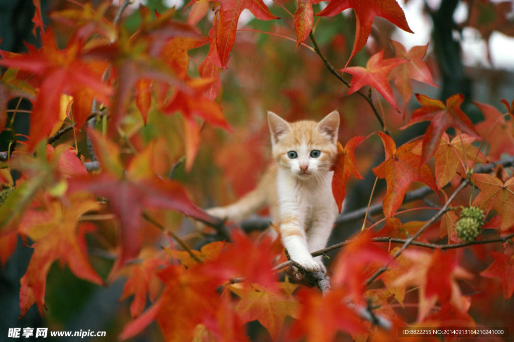 红叶林 猫