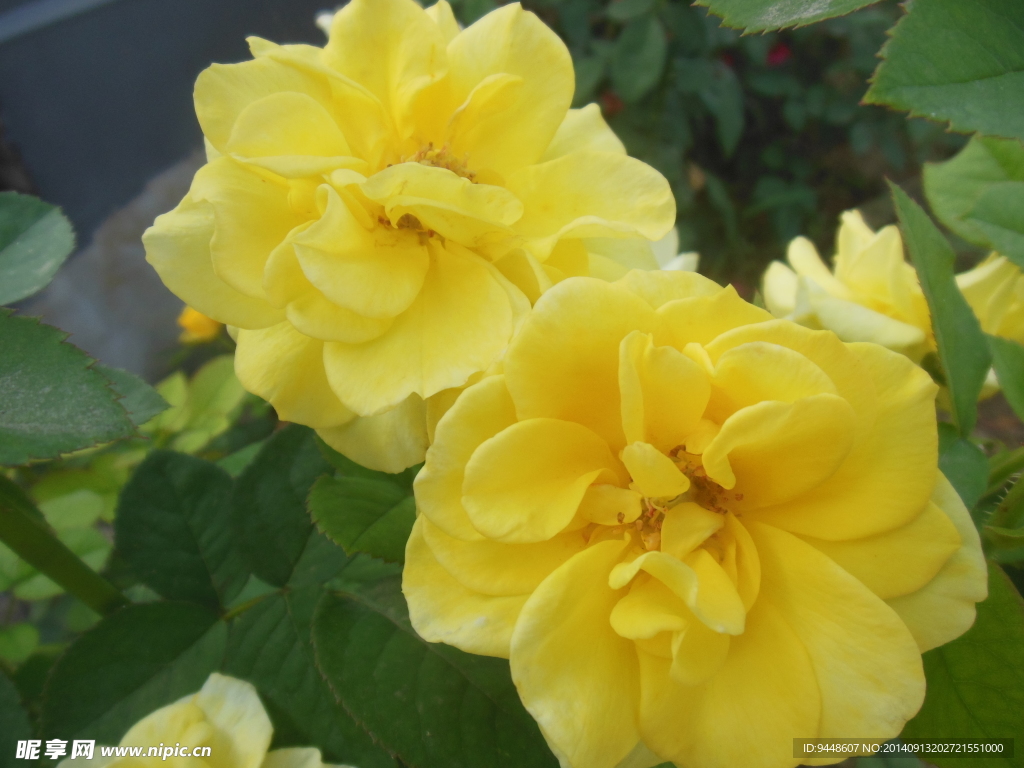 月季花