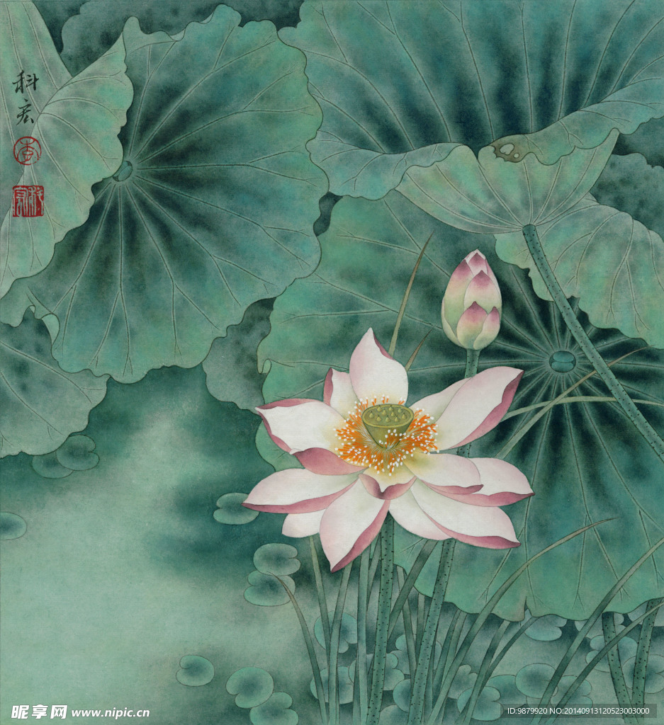 出水俏莲