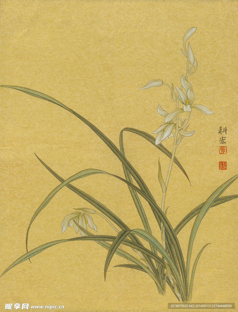 君子兰