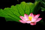 绿色荷花