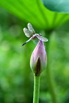 蜻蜓