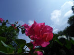 花儿与天空