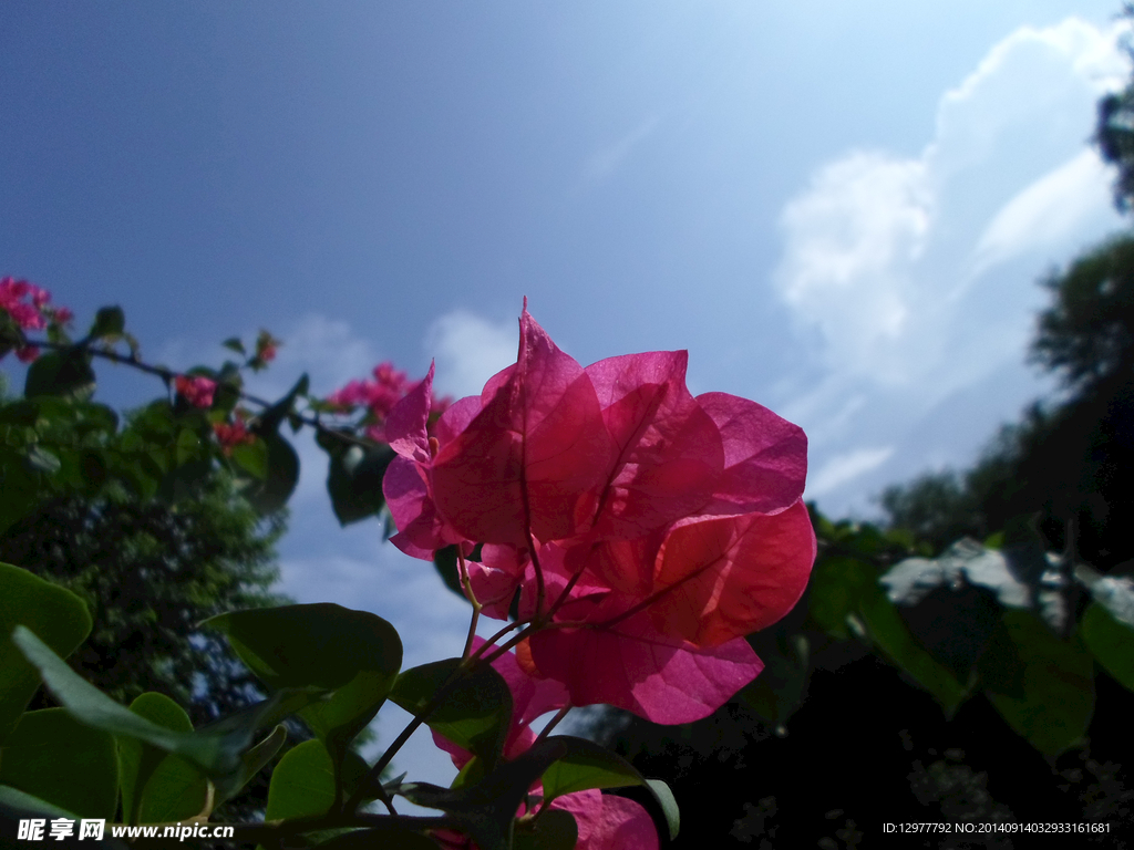 花儿与天空