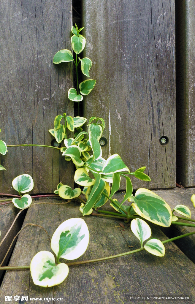 藤蔓植物