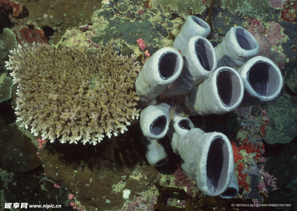 海底世界 海底 珊瑚礁