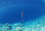 海底世界 海底 潜水员