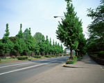 林中大道 公路