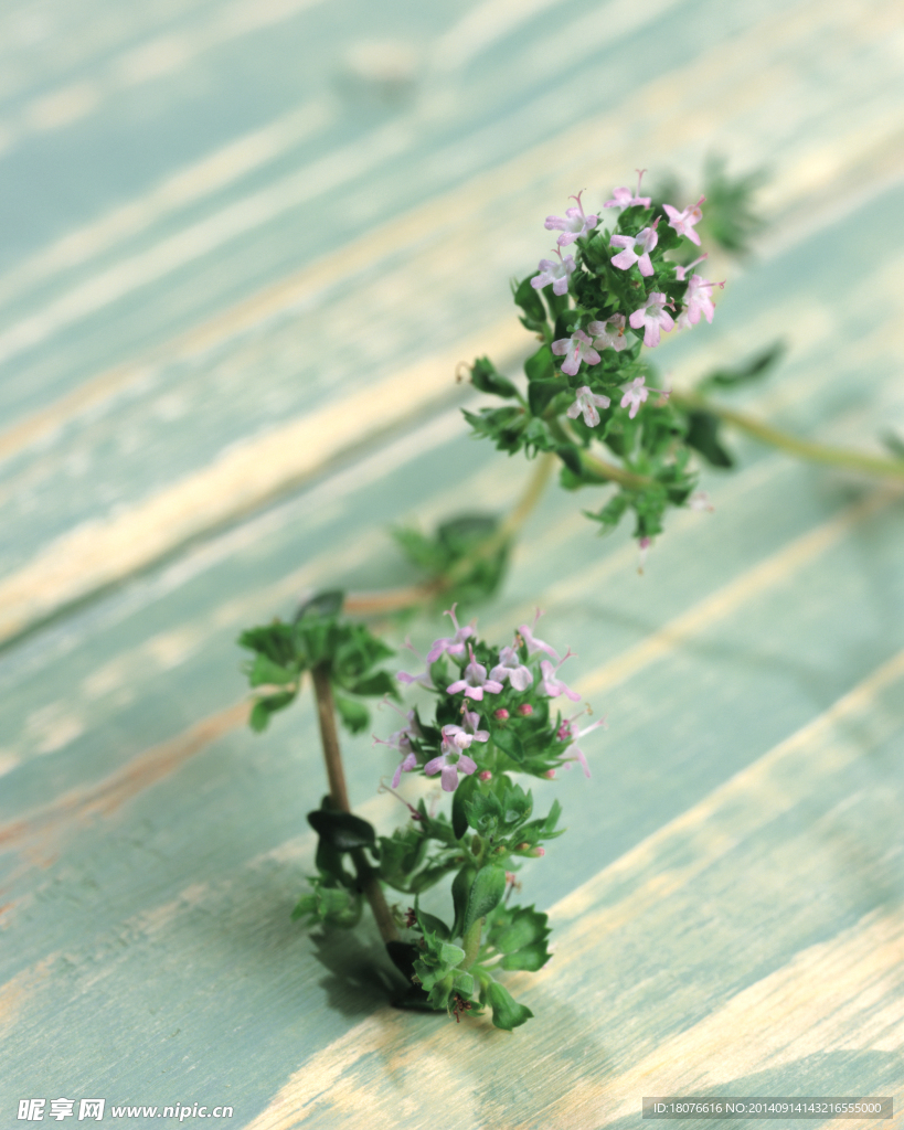 近景植物 特写花草