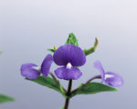 插花造型