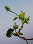 牵牛花 植物花 草花 