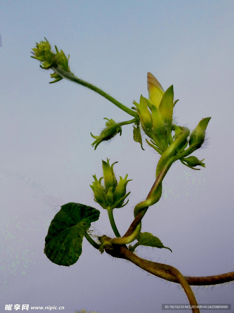牵牛花 植物花 草花 