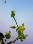 牵牛花 植物花 草花 