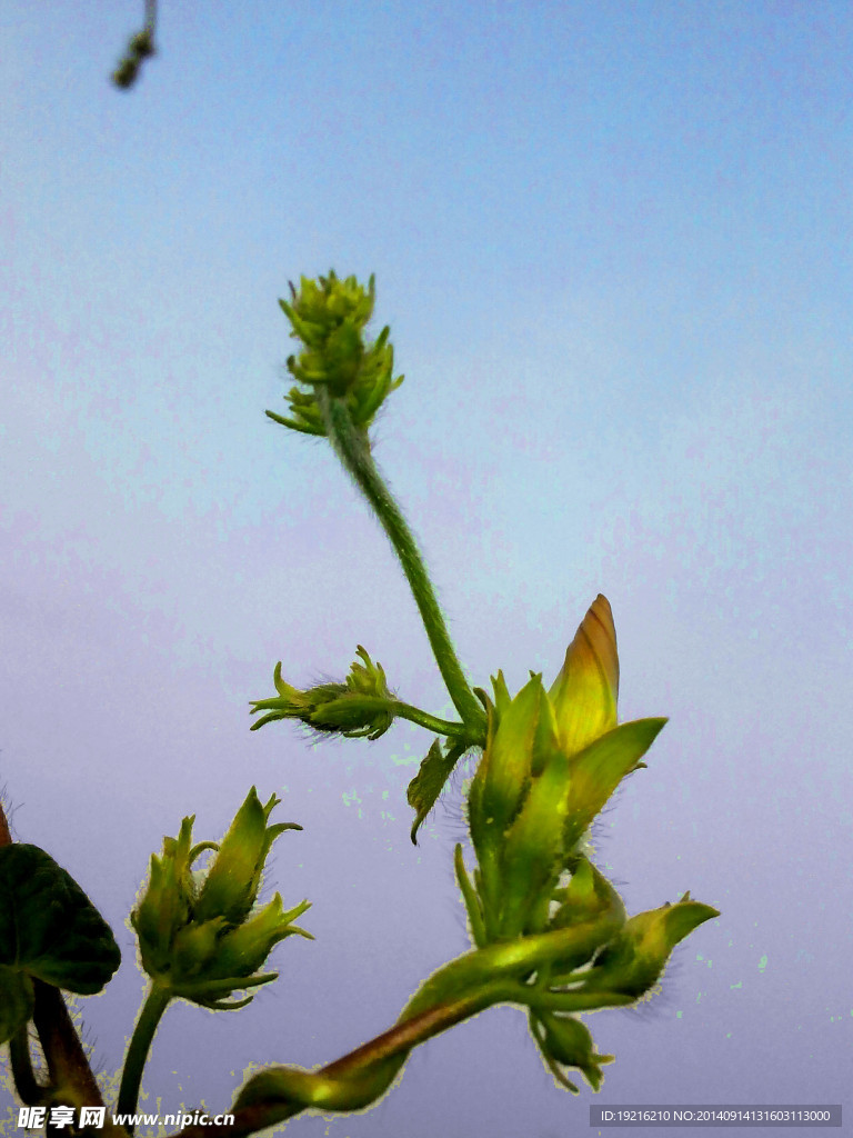 牵牛花 植物花 草花 