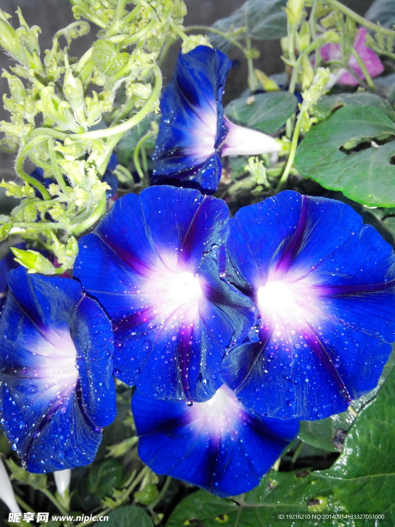牵牛花 植物花 草花 