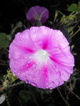 牵牛花