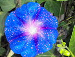 牵牛花