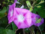 牵牛花