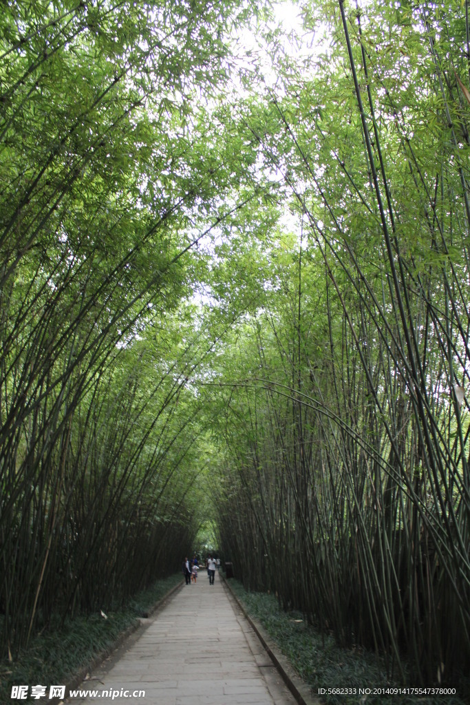 林荫道