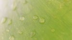 露水