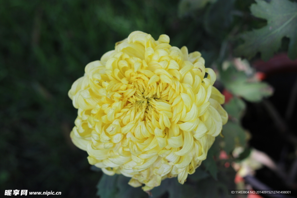 菊花