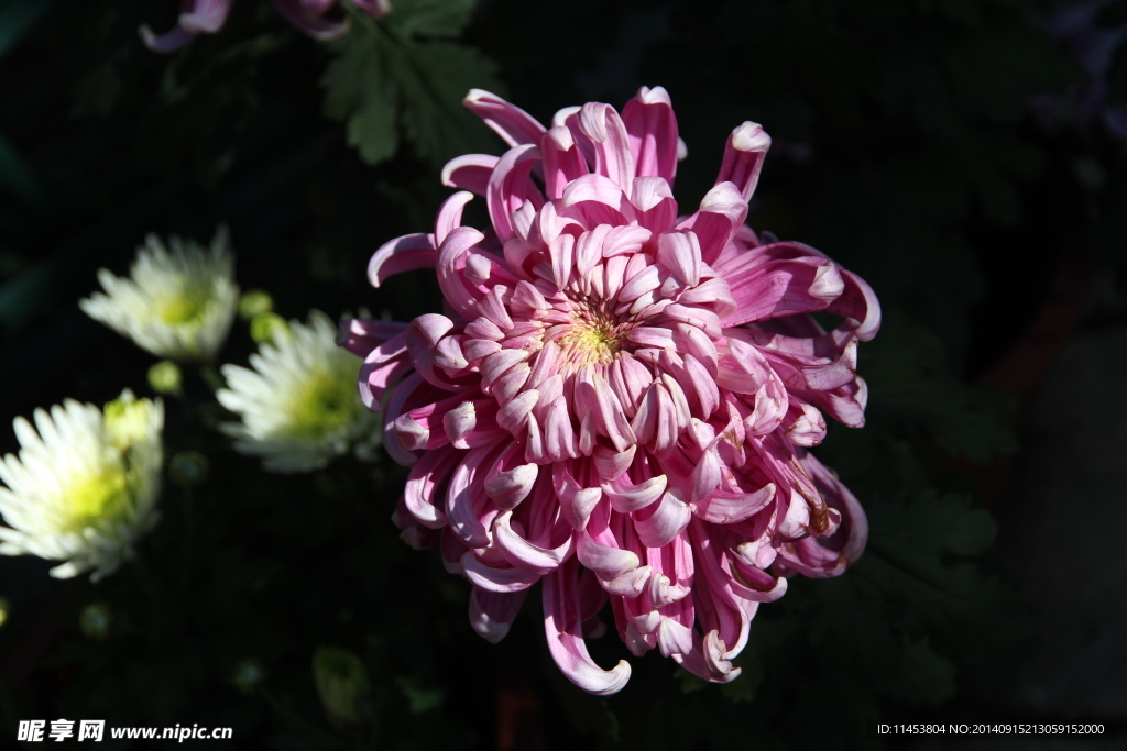 菊花