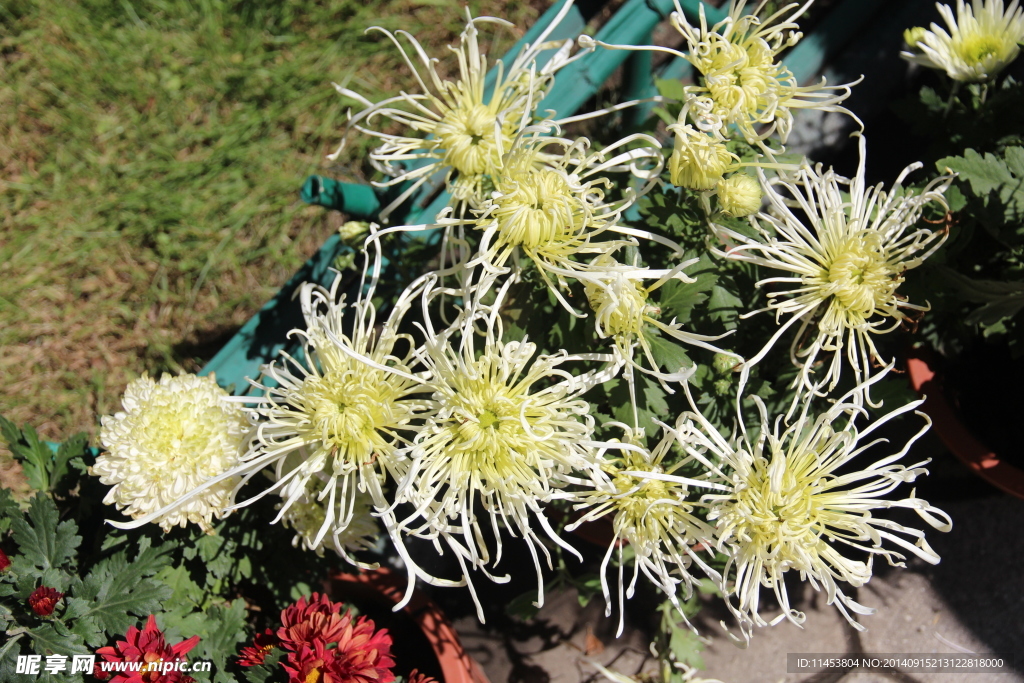 菊花