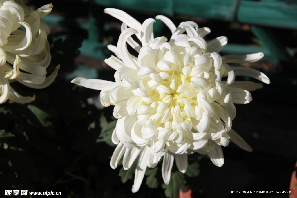 菊花