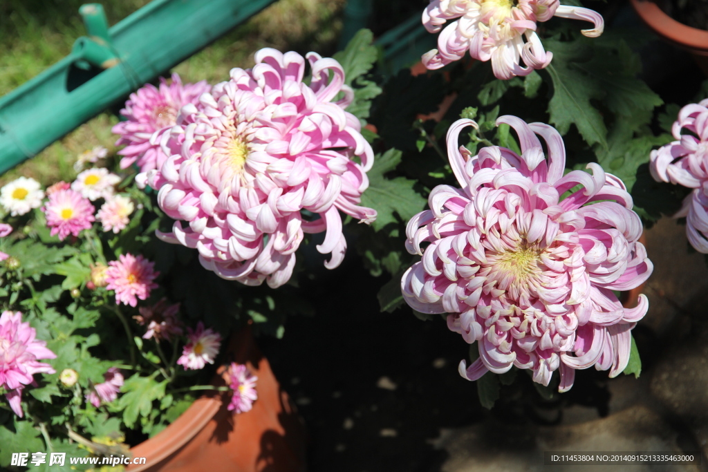 菊花