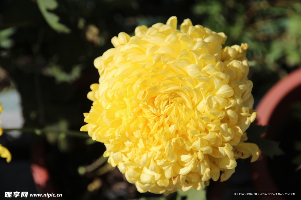 菊花