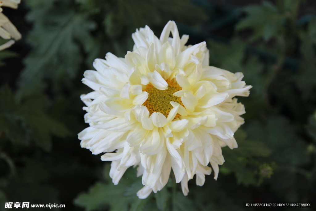 菊花