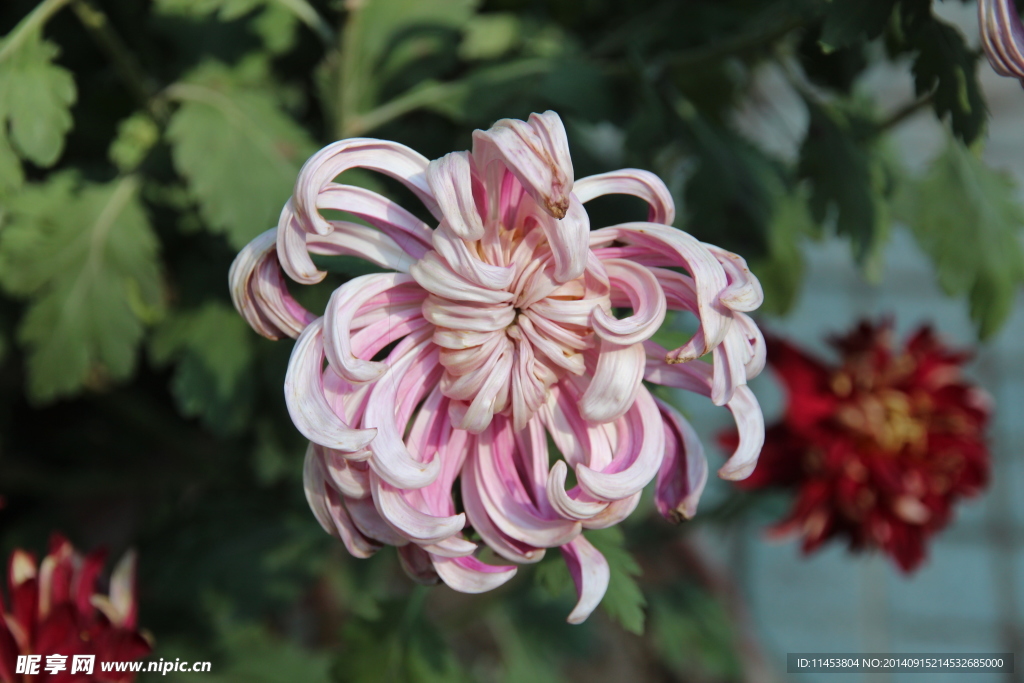 菊花