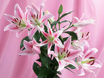 唯美百合花