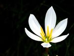 兰草花